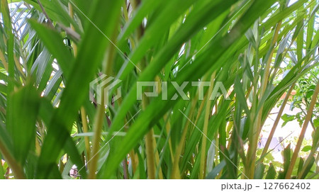 green leaves of palm tree 127662402