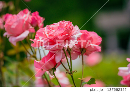 神代植物公園に咲くピンク色のバラ 127662525