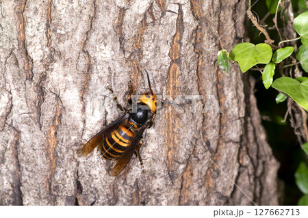 オオスズメバチ 127662713