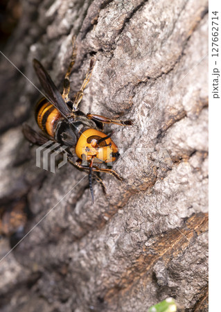 オオスズメバチ 127662714