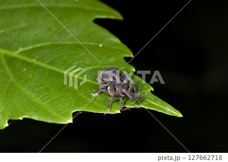 クスアナアキゾウムシ クスアナアキゾウムシ 127662718