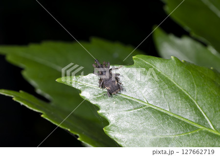 クスアナアキゾウムシ 127662719