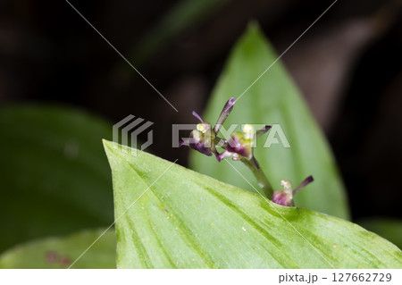 コクラン 127662729