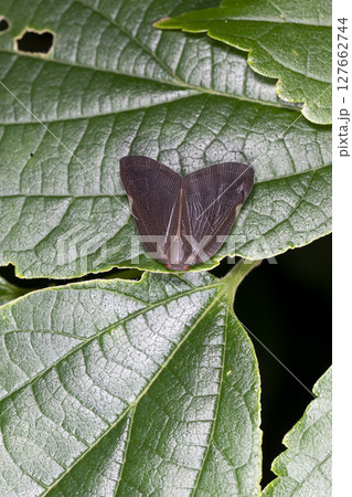 チュウゴクアミガサハゴロモ 127662744