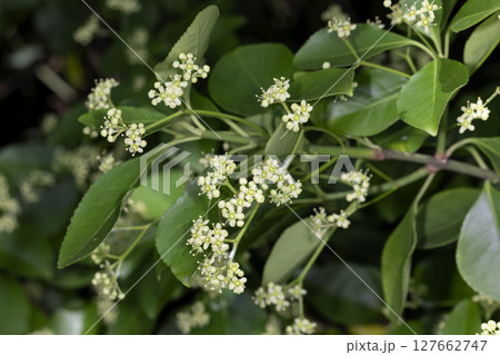 ツルオオバマサキ ツルオオバマサキ 127662747