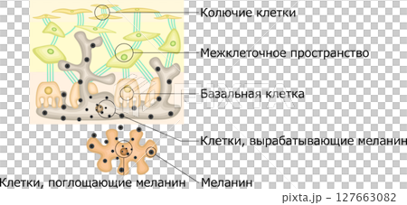 Melanin pigment illustration Russian Melanin pigment illustration Russian 127663082