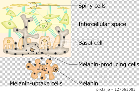 Melanin pigment illustration English Melanin pigment illustration English 127663083