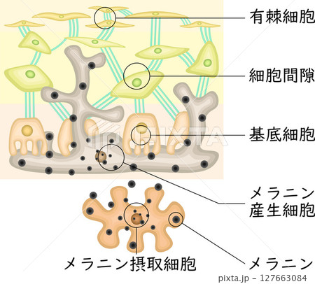 メラニン色素　イラスト　日本語 127663084