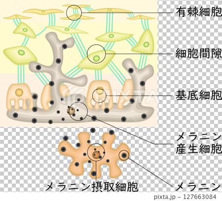 メラニン色素　イラスト　日本語 127663084