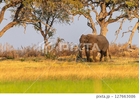 African Elephant grazing in the Okavango Delta at sunset African Elephant grazing in the Okavango Delta at sunset 127663086