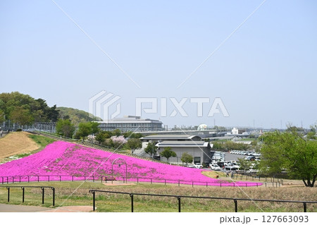 本庄市マリーゴールドの丘の芝桜 本庄市マリーゴールドの丘の芝桜 127663093