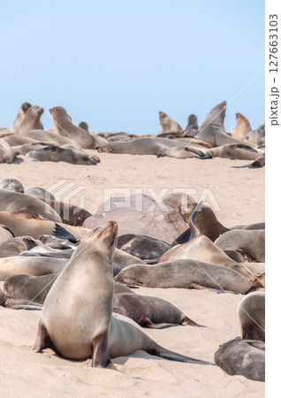 Seals at cape cross 127663103