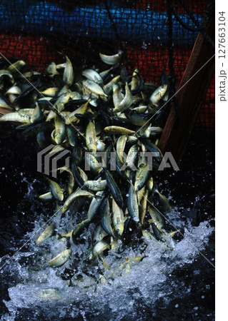 モジャコたちの放流 127663104