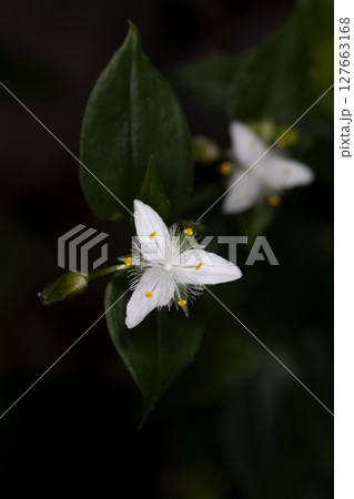 トキワツユクサ 127663168