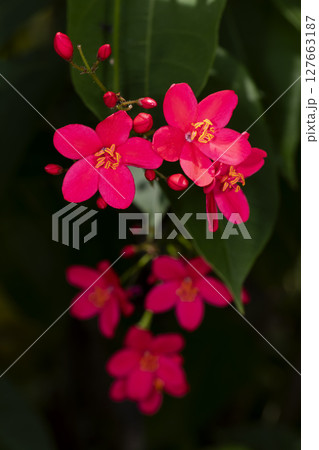 ヤトロファ 127663187