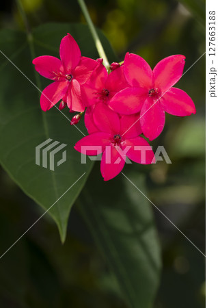 ヤトロファ 127663188