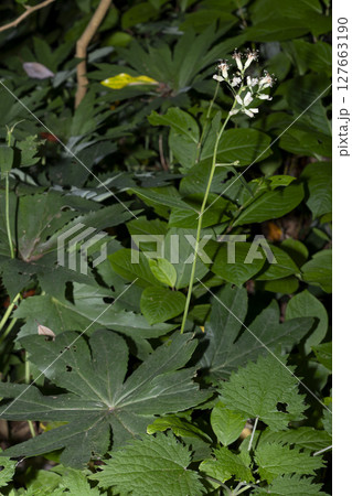 ヤブレガサ 127663190