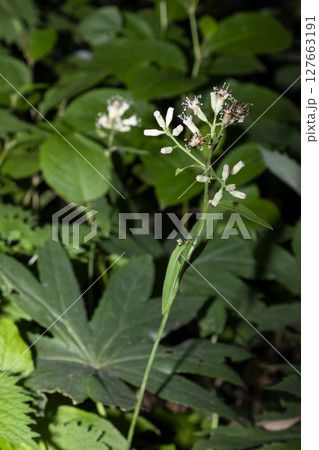 ヤブレガサ 127663191