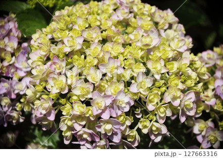 梅雨時を彩るコンペイトという名のあじさい 127663316