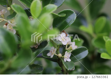 春の庭に咲くマメツゲの白い極小の花 春の庭に咲くマメツゲの白い極小の花 127663361