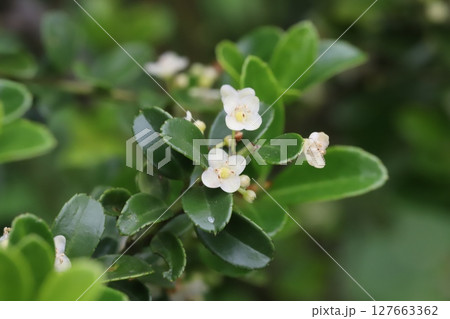 春の庭に咲くマメツゲの白い極小の花 春の庭に咲くマメツゲの白い極小の花 127663362