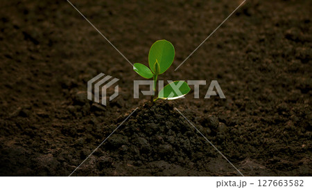 Planting trees, loving the environment and protecting nature Nourishing the plants World Environment Day To help the world look beautiful 127663582