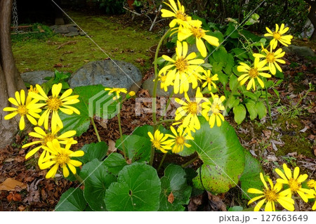 庭に咲くツワブキの花 【相模原市津久井 11月】 庭に咲くツワブキの花 【相模原市津久井 11月】 127663649