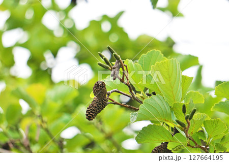 ヤマハンノキの昨年と本年の実（夏、六月） 127664195