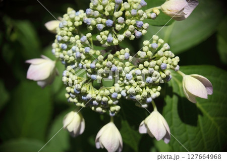 梅雨時を彩るあじさい 梅雨時を彩るあじさい 127664968