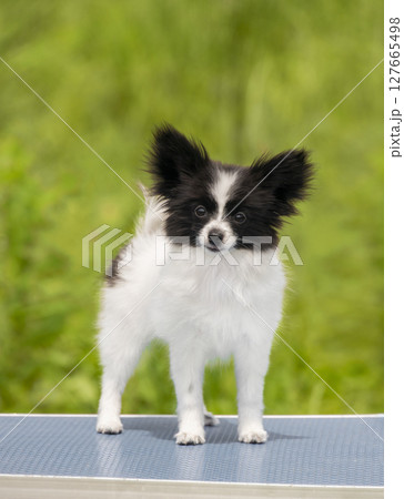 Black and white little chihuahua papillon puppy standing on table and posing against green grass background 127665498