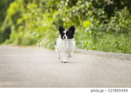 A small black and white papillon puppy joyfully runs along a quiet road, sticking out its tongue. The blurred green background creates a vivid scene. A small black and white papillon puppy joyfully runs along a quiet road, sticking out its tongue. The blurred green background creates a vivid scene. 127665499