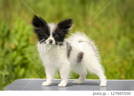 Black and white little chihuahua papillon puppy standing on table and posing against green grass background 127665500