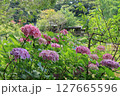 松戸市「本土寺」の薄紫色の紫陽花 127665596