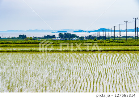 海の見える田植えが完了した田んぼ 日本、青森、蓬田 海の見える田植えが完了した田んぼ 日本、青森、蓬田 127665814