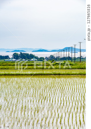 海の見える田植えが完了した田んぼ 日本、青森、蓬田 海の見える田植えが完了した田んぼ 日本、青森、蓬田 127665816