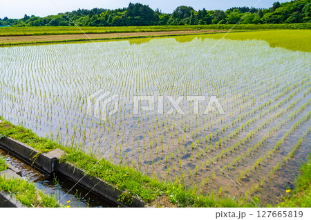 田植えが終わった里山の田んぼ 日本、青森、蓬田 田植えが終わった里山の田んぼ 日本、青森、蓬田 127665819