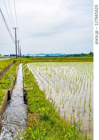 田植えが完了した田んぼと用水路　日本、青森、蓬田 127665820