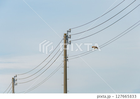 電線に止まるトンビ 127665833