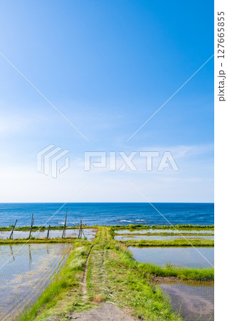 田植えが完了した海岸沿いの田んぼ 127665855