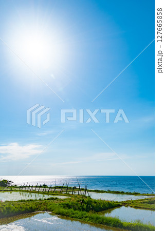 海を望む水田風景と新緑の稲苗 日本の農村景観 海を望む水田風景と新緑の稲苗 日本の農村景観 127665858