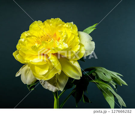 Majestic Yellow Peony Bloom Against a Dark Blue Background Majestic Yellow Peony Bloom Against a Dark Blue Background 127666282