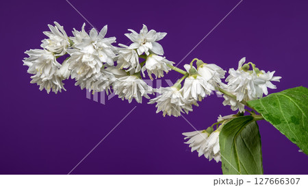 Beautiful White Deutzia Flowers Against a Bold Purple Background 127666307