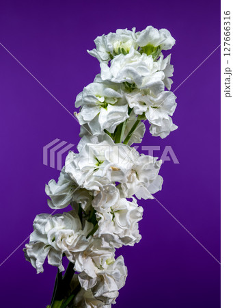 White Matthiola Blooms Against a Rich Purple Backdrop White Matthiola Blooms Against a Rich Purple Backdrop 127666316