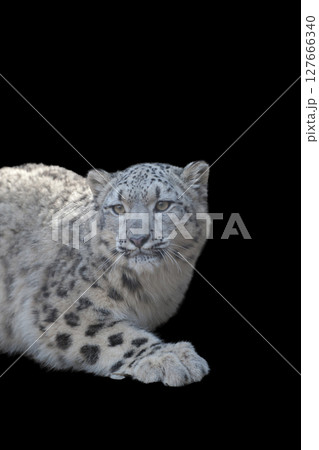 雪豹 127666340