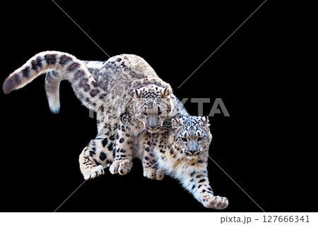 雪豹 雪豹 127666341