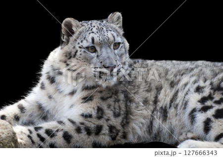雪豹 127666343