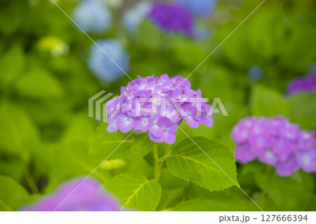 梅雨の季節を彩る紫色のあじさい 梅雨の季節を彩る紫色のあじさい 127666394