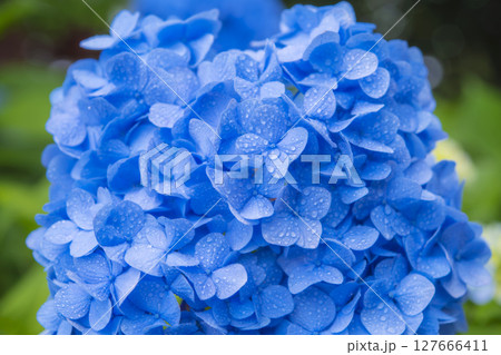 梅雨の季節を彩る青色のあじさい 梅雨の季節を彩る青色のあじさい 127666411