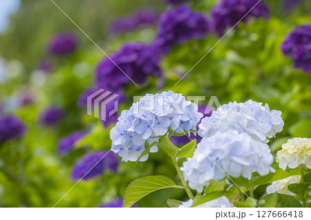 初夏の空と咲き誇る紫陽花の花々 初夏の空と咲き誇る紫陽花の花々 127666418