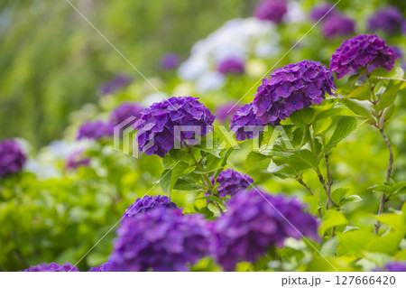 梅雨の季節を彩る紫色のあじさい 127666420